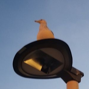 Meet your Posher, Elle